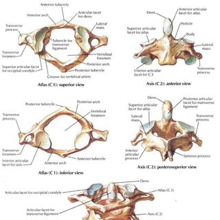 Biology Practice Questions MCQs